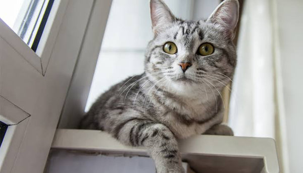 My senior cat deserves the extra care
