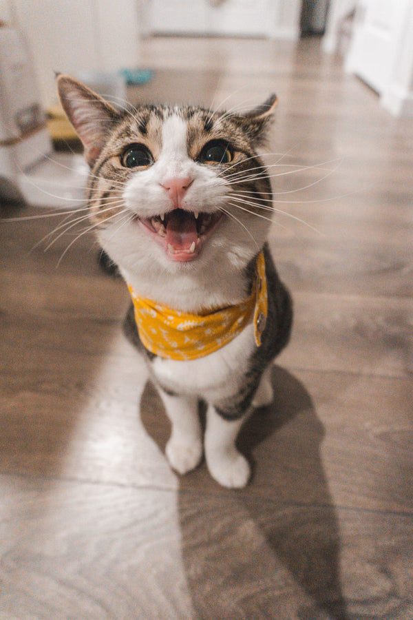 was nervous she would refuse her food